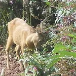 乐克洛斯德赛尼斯旅馆